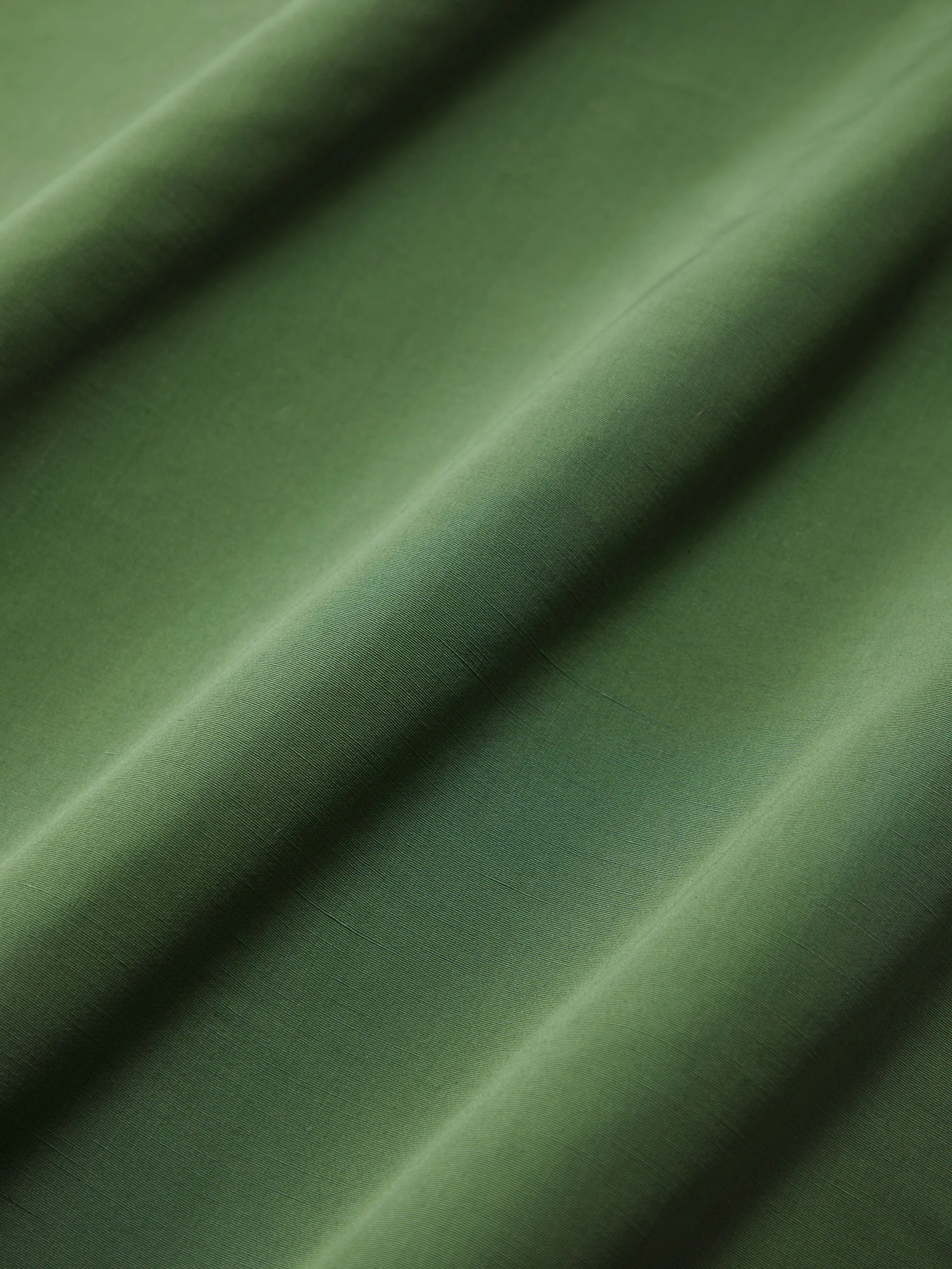 Parchment Fern