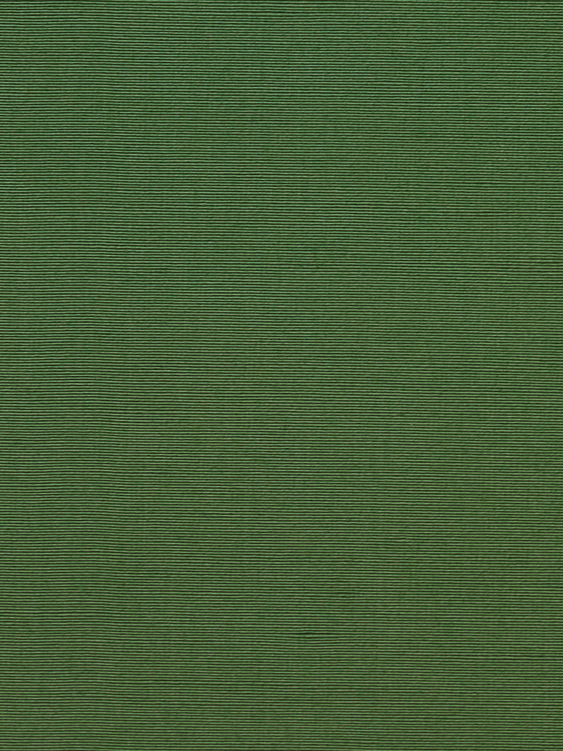 Parchment Fern - Image 3