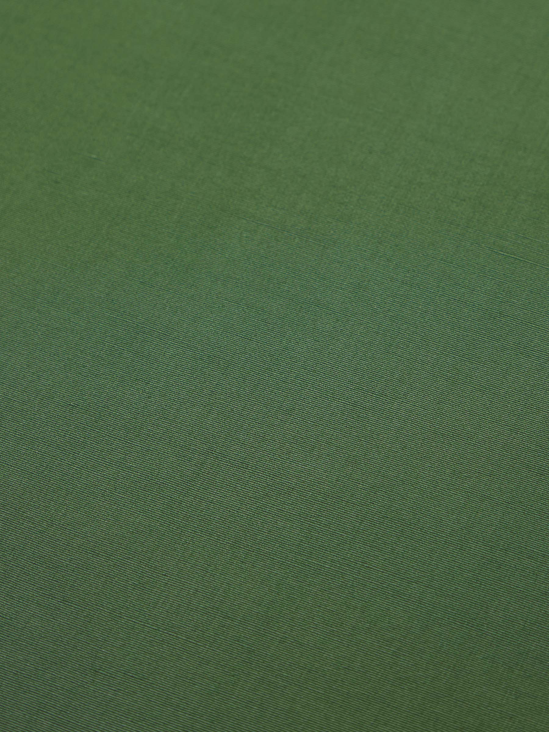 Parchment Fern - Image 4